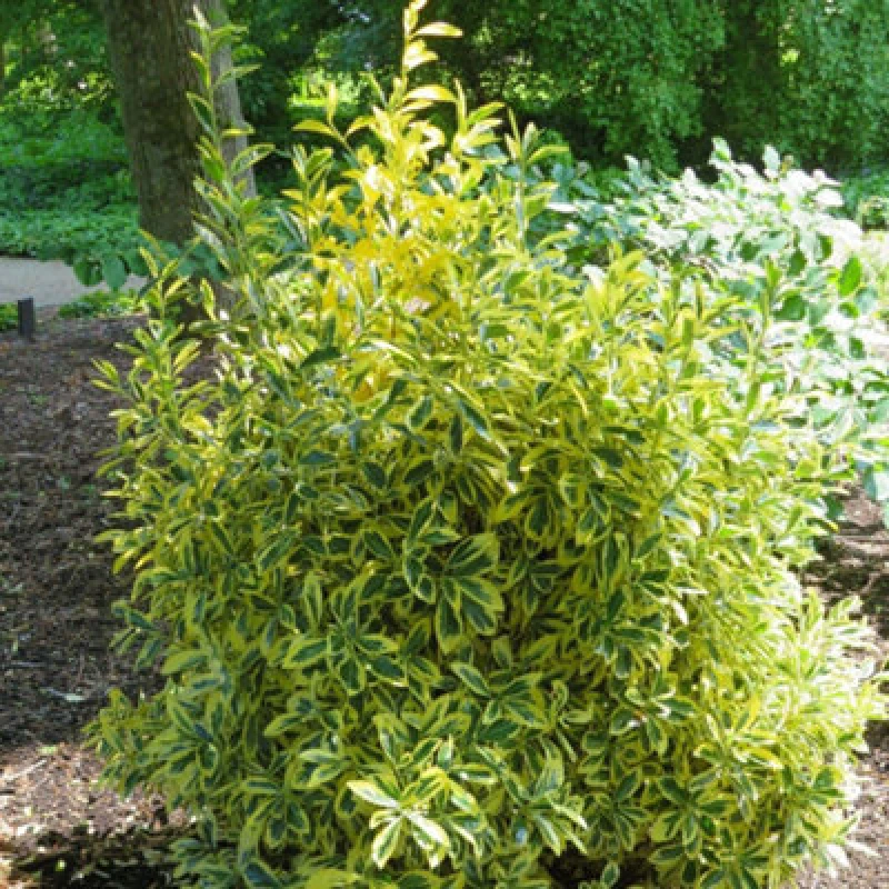 Image of Thompson & Morgan Euonymus Japonicus Albomarginatus 9Cm Potted Plant X 1