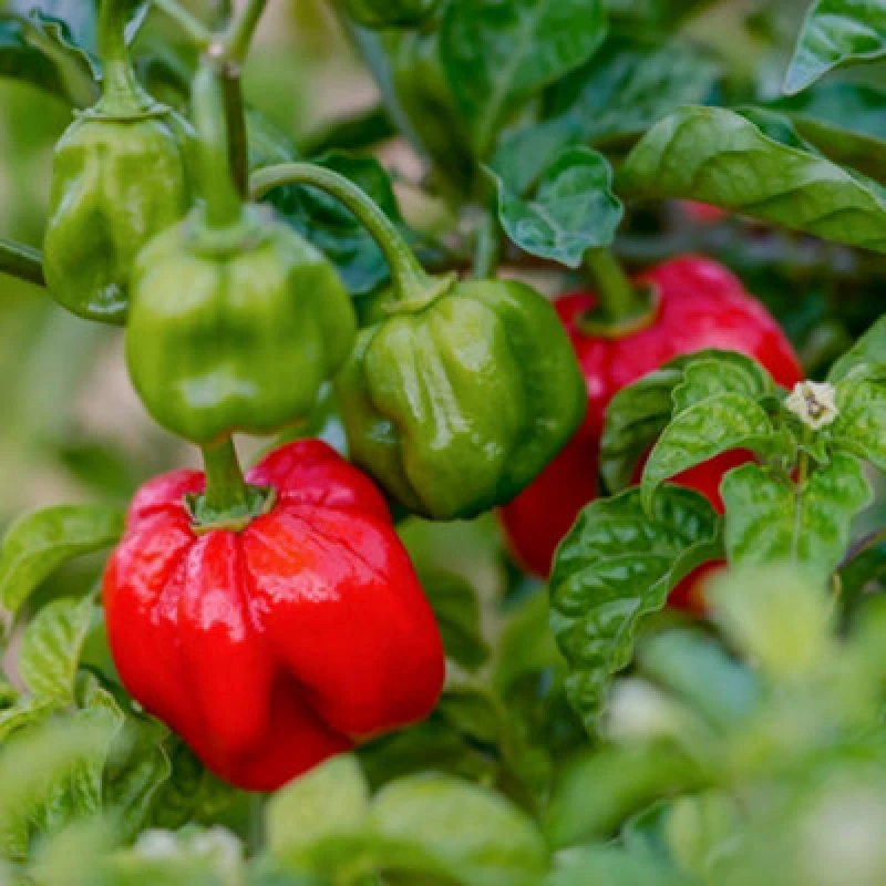 Image of Thompson & Morgan Scotch Bonnet Red Chilli Pepper Seeds - Habanero Type Fruity Extreme Heat 400K Shu - Indoors/outdoors