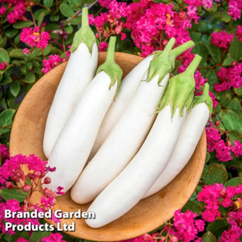 Image of Thompson & Morgan Aubergine White Knight F1 1 Packet (6 Seeds)