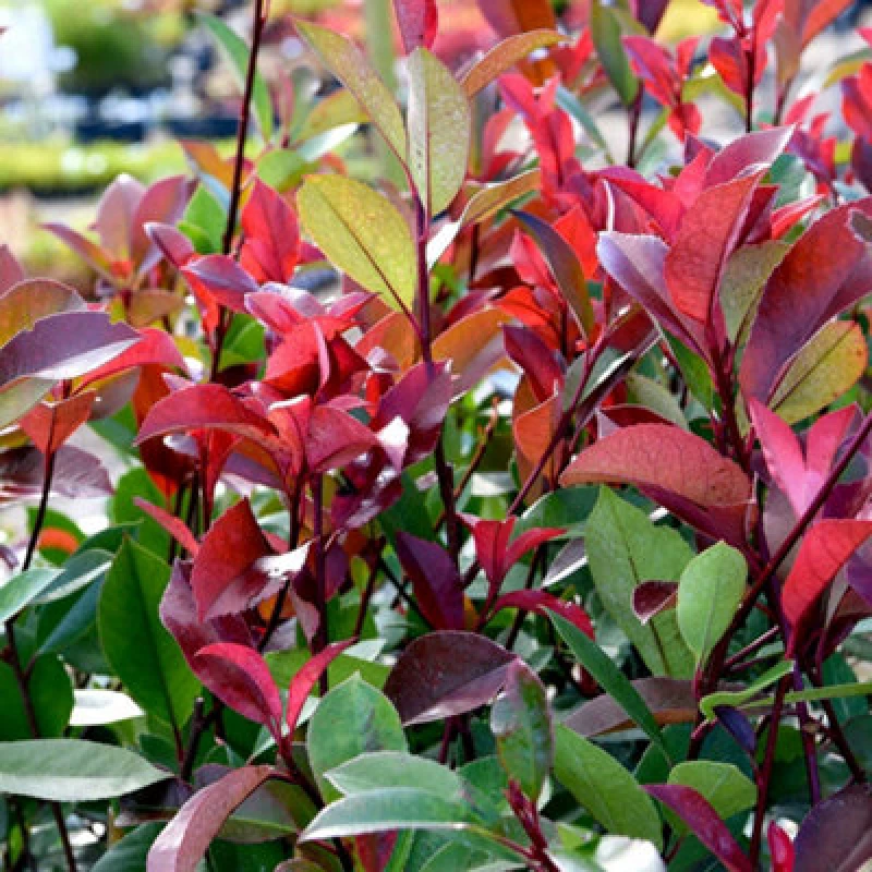 Image of Thompson & Morgan Photinia Fraserii Red Robin 2 Litre Potted Plant X 1