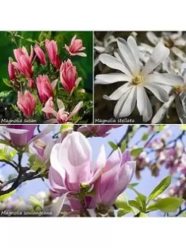 image of Fragrant Magnolia Collection 3X 9Cm Potted Plants