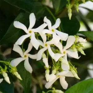 image of YouGarden Trachelospermum jas. 80-100cm 2L - Brown