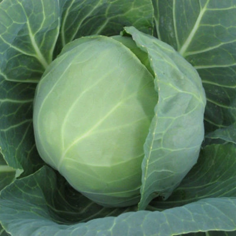 Image of Thompson & Morgan Cabbage Prestar F1 Seeds - Fast-Maturing Crisp Green Heads High Bolt Resistance Hardy Annual 25 Seeds