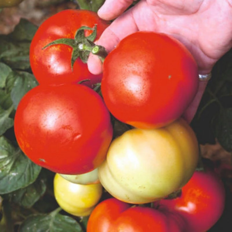 Image of Tomato Big League F1 Half-Hardy Annual Large Fruits On Compact Bush 1 Packet X 20 Veg Saver Seeds By Thompson & Morgan