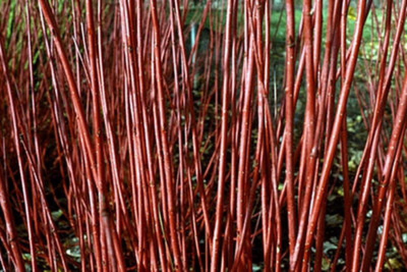 Image of Inspirational Gifting 2-3ft Red Dogwood (Cornus Alba 'sibirica') Field Grown Hedging Plants Tree Sapling - Pack Of 10