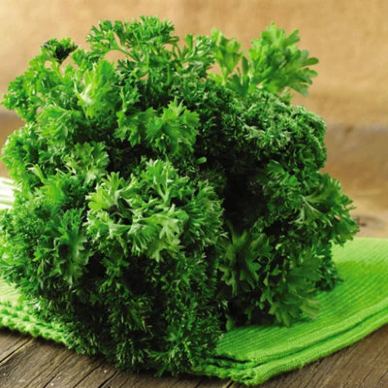 Image of Thompson & Morgan Parsley Lisette 1 Seed Packet (500 Seeds)