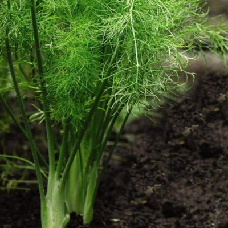 Image of Thompson & Morgan Herb Fennel 1 Seed Packet (250 Seeds)