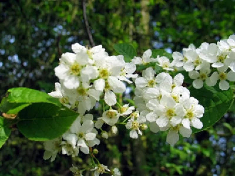 Image of Inspirational Gifting 3-4ft Bird Cherry (Prunus Padus) Bare Root Hedging Plants Tree Whips Sapling - Pack Of 10
