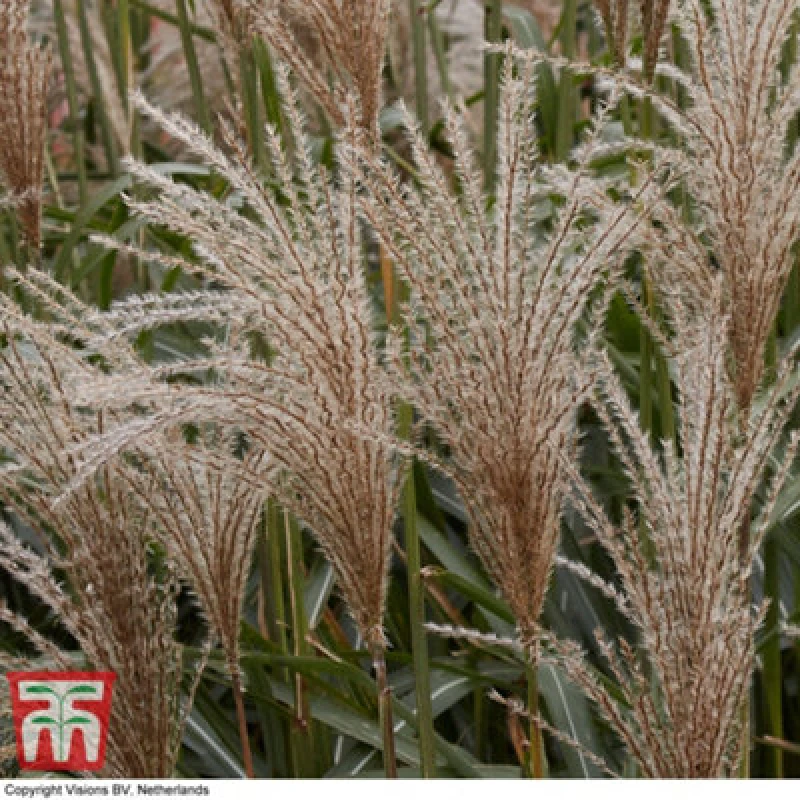 Image of Thompson & Morgan Miscanthus (Grass) Sinensis Cute One 12Cm Potted Plant X 1