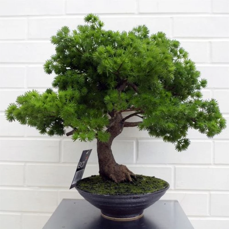 Image of Leaf Artificial Bonsai Tree Pine Bonsai 50cm Leaf Design UK Trees Realistic Plant Botanik Green