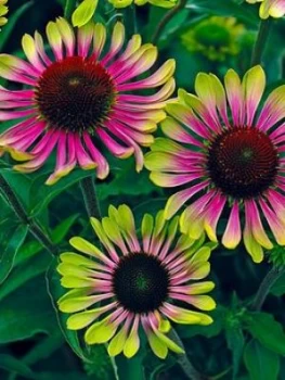 Image of Echinacea Green Twister 3 X 9Cm Pot