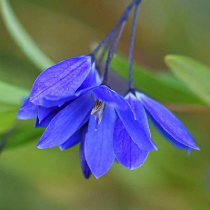 Image of Thompson & Morgan Sollya Heterophylla Ultra Blue 3 Litre Potted Plant X 1