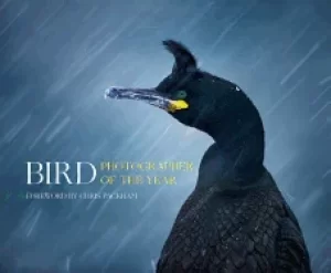 Image of bird photographer of the year