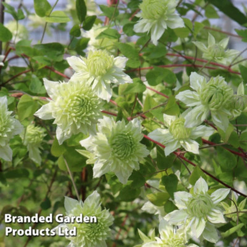 Image of Thompson & Morgan Clematis Florida Manju 9Cm Potted Plant X 1