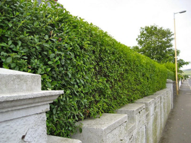 Image of Inspirational Gifting 1-2ft Green Privet (Ligustrum Ovalifolium) Evergreen Bare Root Hedging Plants - Pack Of 10