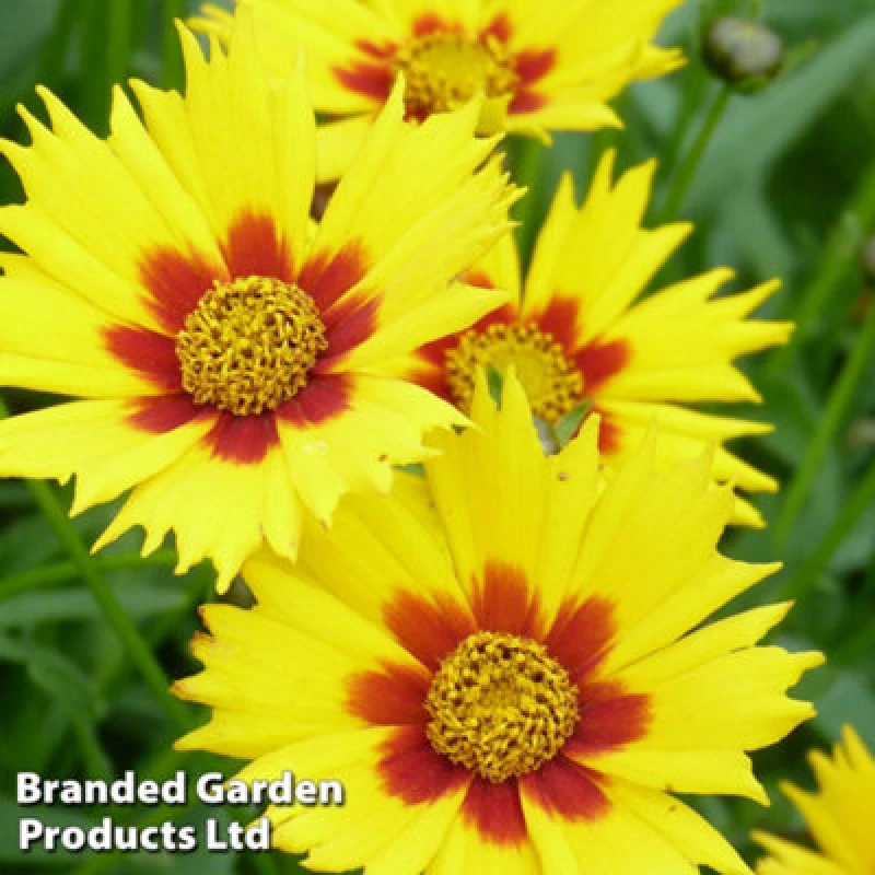 Image of Thompson & Morgan Coreopsis Grandiflora Helliot 1 Litre Potted Plant X 1