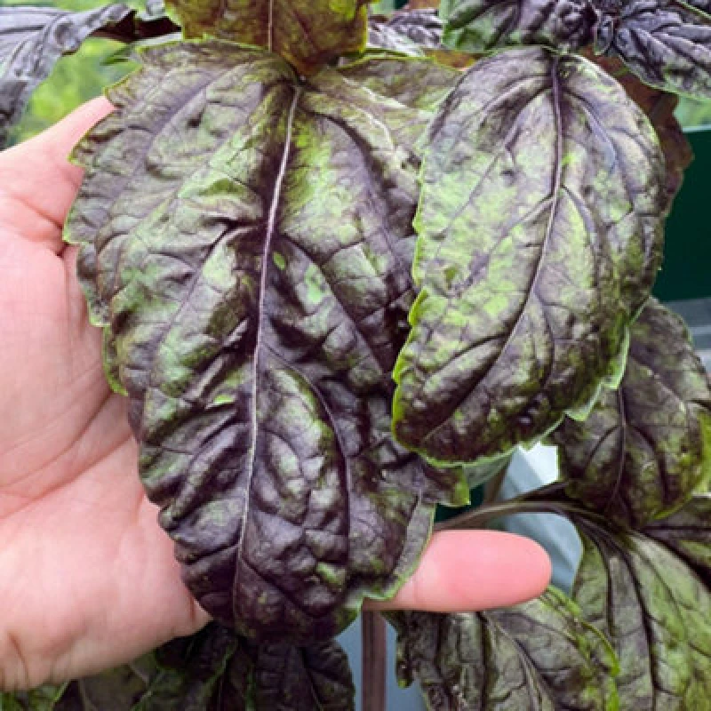 Image of Thompson & Morgan Lettuce Leaf Basil Sally - Large Purple Sweet Flavor Ornamental & Culinary Herb Seeds 150 Seeds