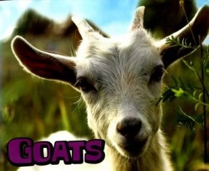 Image of Goats by Kathryn Clay Book
