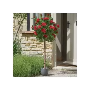 Image of Garden mile Artificial Regent's Rose Potted Plant or Tree Free Standing Faux Flowers for Home Garden Decorative Faux Foliage Indoor Outdoor Decor
