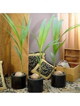 Image of Cocos Nucifera -Coconut Palm Tree 3L