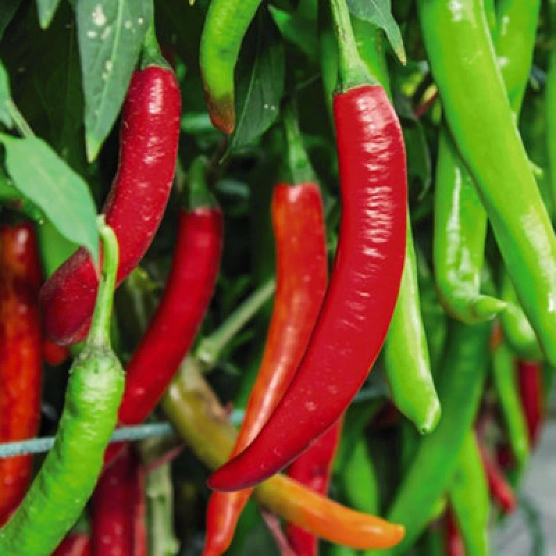 Image of Thompson & Morgan Chilli Pepper Sizzler F1 1 Seed Packet