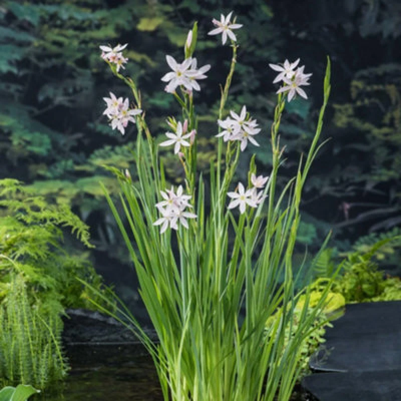 Image of Thompson & Morgan Schizostylis Coccinea Alba 9Cm Potted Plant X 1