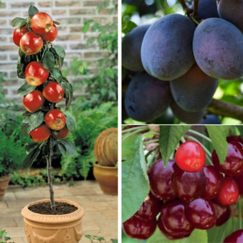Image of Thompson & Morgan Fruit Patio Tree Collection 9Cm Potted Plant X 3