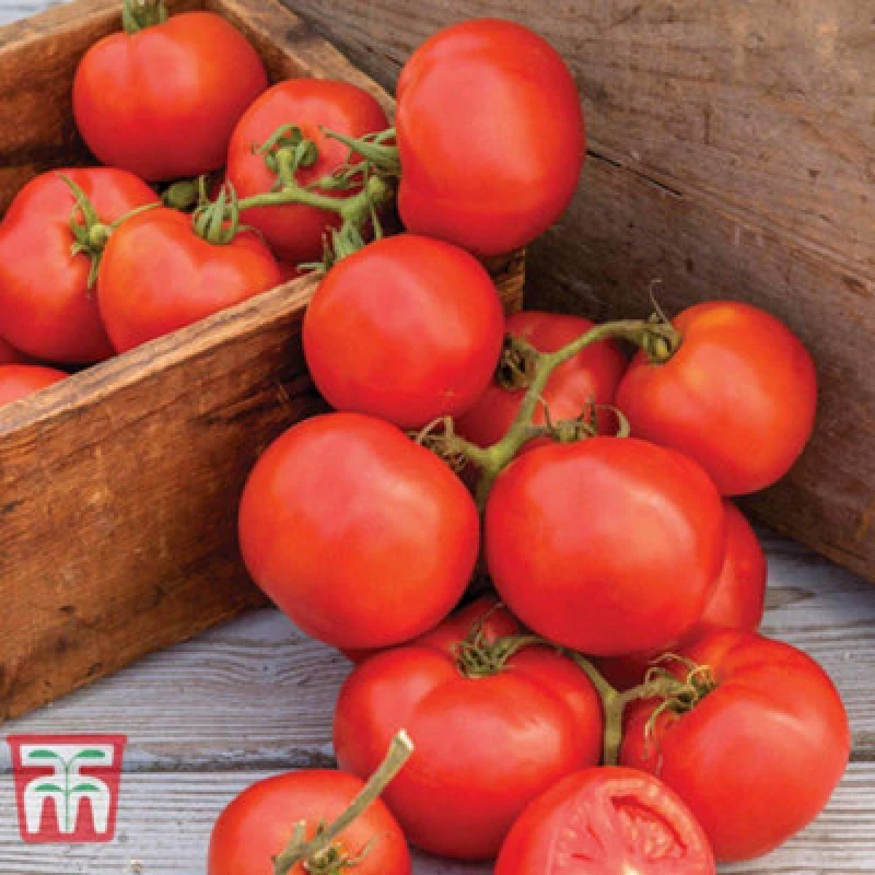 Image of Thompson & Morgan Tomato Oh Happy Day 1 Seed Packet (8 Seeds)