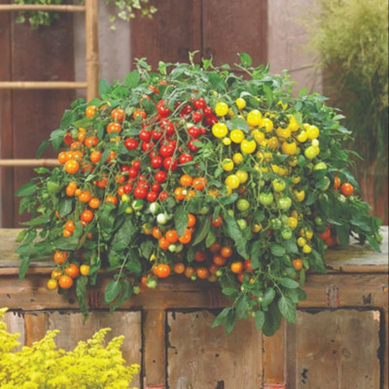 Image of Tomato Rainbow Drops Mix F1 Half-Hardy Annual Colourful Cherry Fruits 1 Packet X 6 Seeds By Thompson & Morgan