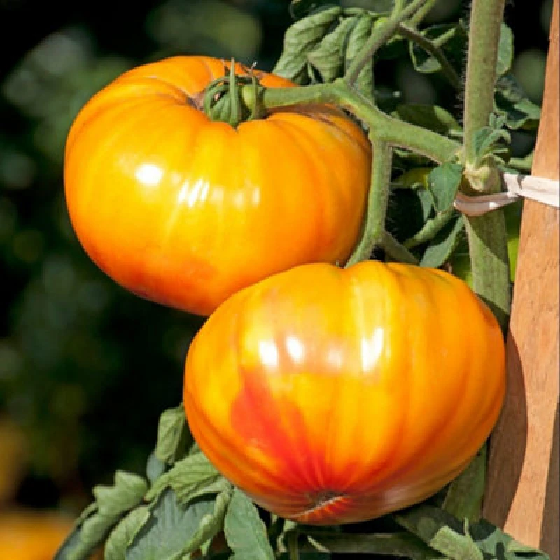 Image of Thompson & Morgan Tomato Buffalosun F1 Blight Resistant Amber Marbled Beefsteak - Approx 8 Seeds