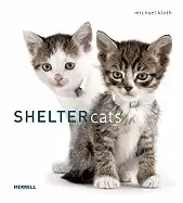 Image of shelter cats