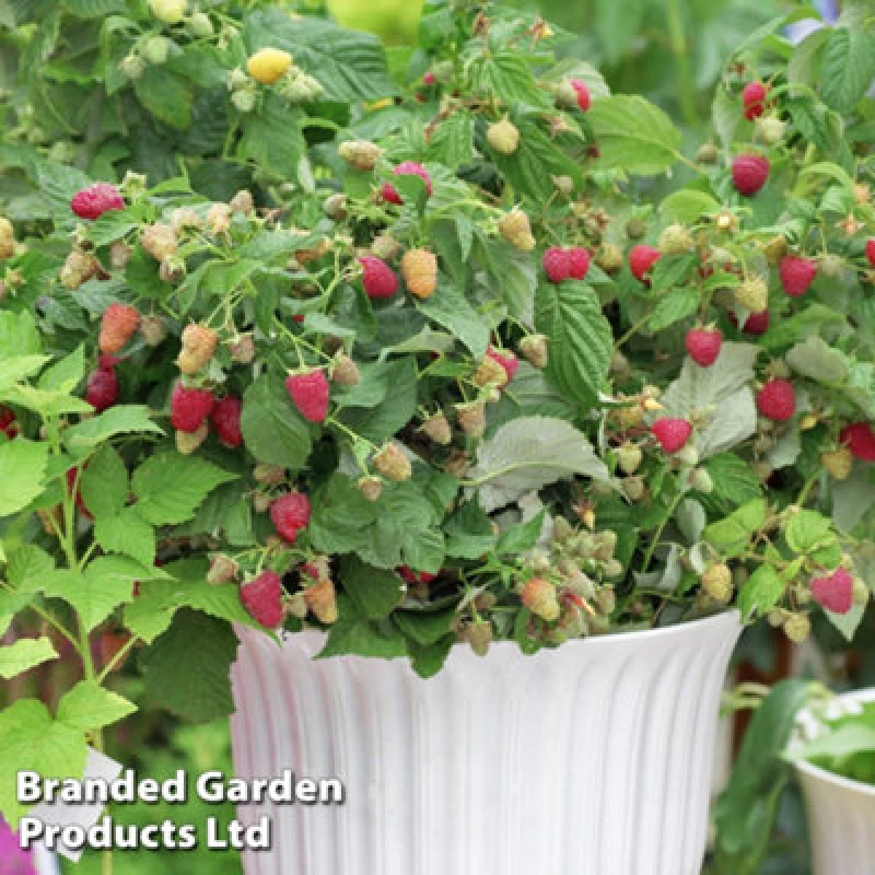 Image of Thompson & Morgan Fruit Raspberry (Rubus) Little Sweet Sister 13Cm Potted Plant X 1
