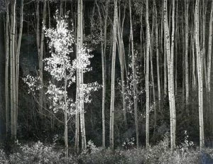 Image of Ansel Adams at 100 Postcard Book by Ansel Adams Hardback