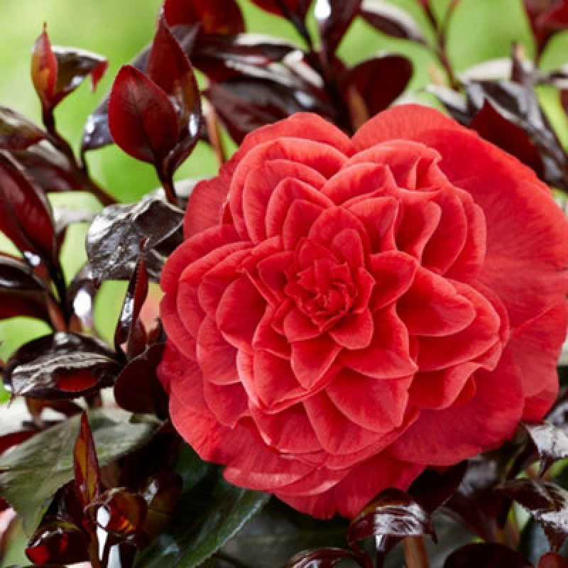 Image of Thompson & Morgan Camellia Japonica Femme Fatale 15Cm Potted Plant X 1