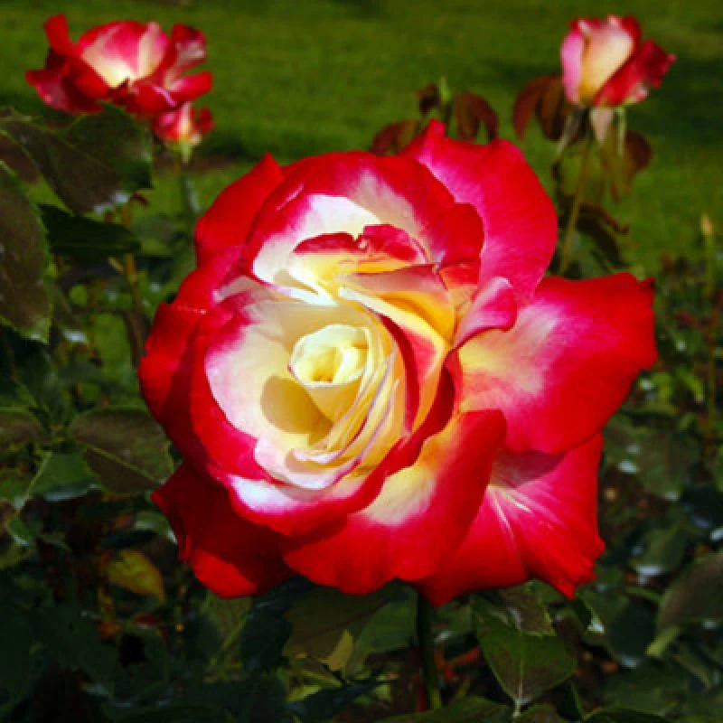 Image of You Garden Yougarden Rose 'double Delight', Set Of Two Bare Root Roses, Ready To Plant In The Garden, For Pots, Beds, And Borders