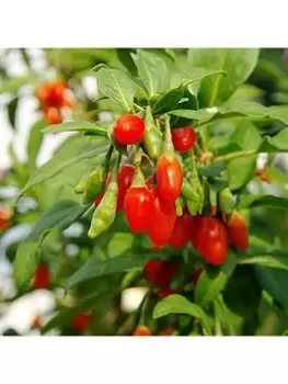 image of Goji Berry 'Sweet Lifeberry' (Lycium Barbarum) - 3 X 9Cm Pots