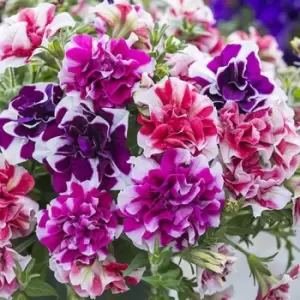 Image of Yougarden Tumbelina Ruffles Collection X 18 Plug Plants