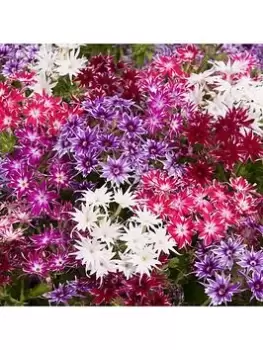Image of Phlox 'Popstars' Mix 12 X Jumbo Plugs