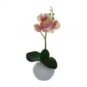 image of The Flower Patch Orchid Cream & Pink in Ceramic Pot 26cm