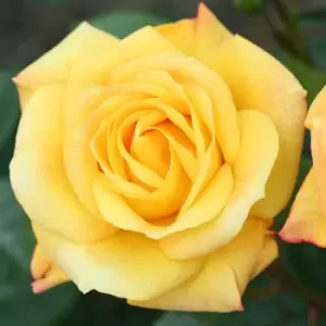 Image of Yougarden Climbing Rose 'Arthur Bell' in 3L Pot