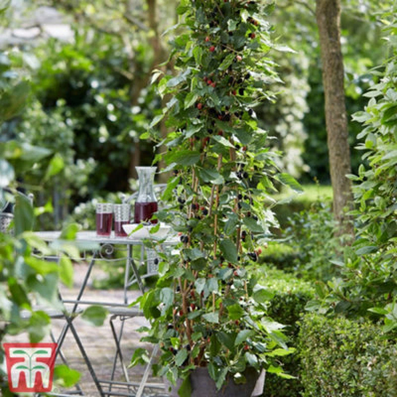 Image of Thompson & Morgan Fruit Mulberry (Morus) Charlotte Russe 7Cm Potted Plant X 1