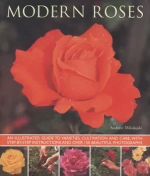 Image of Modern roses by Andrew Mikolajski