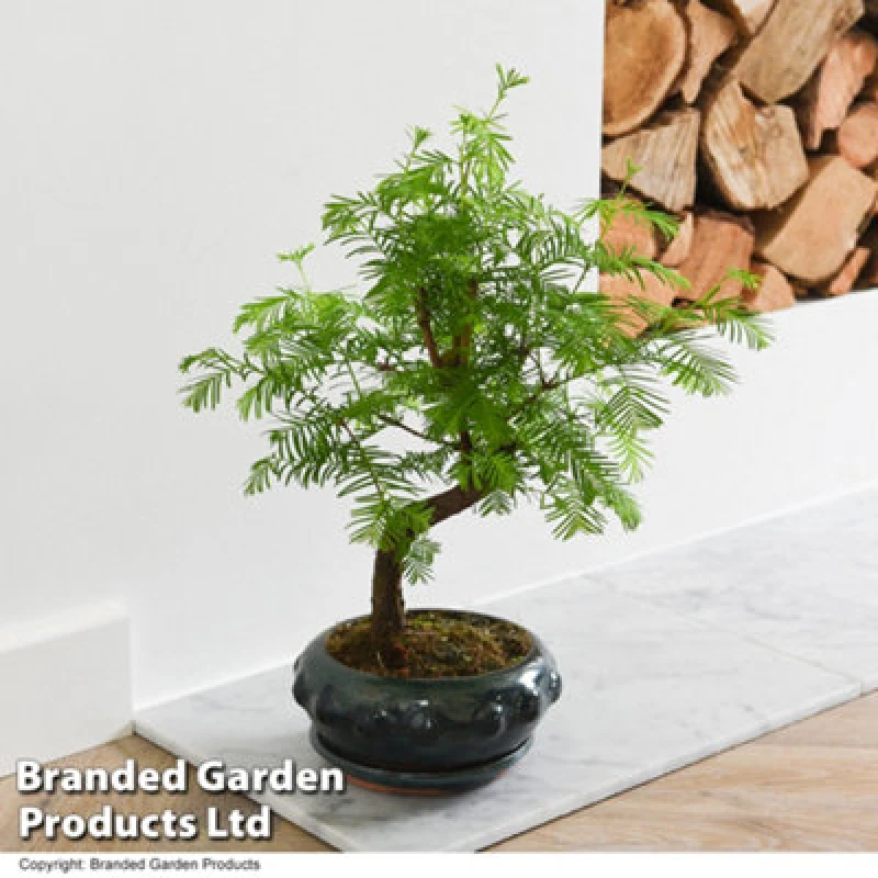 Image of Thompson & Morgan Houseplant Bonsai Metasequoia Pseudolarix S-shape Mix 20cm Pot x 1, Green KF9331