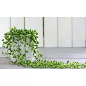 Image of Thompson & Morgan Thompson and Morgan Senecio String of Pearls 8cm pot x 2
