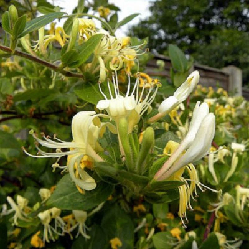 Image of Thompson & Morgan Honeysucke - Lonicera Scentsation - 3 Litre Potted Plant X 1
