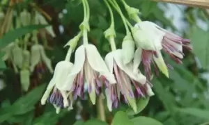 Image of Clematis aulensis Plants, One, Green, NAP