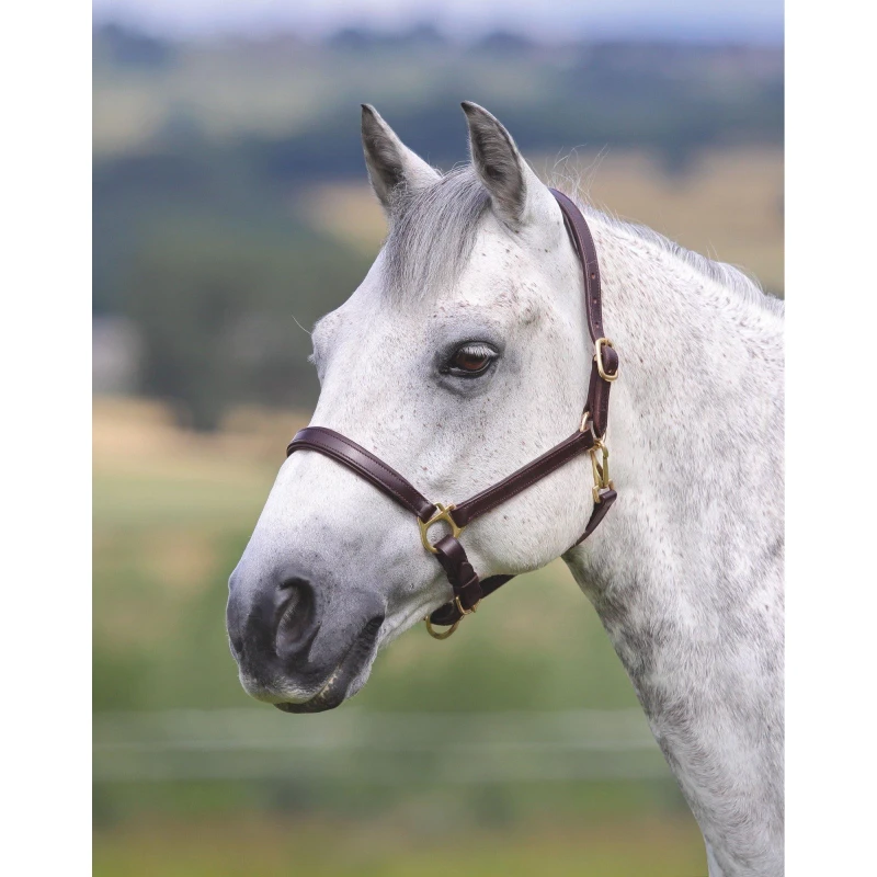 Image of Shires Velocito Gara Ragley Lined Headcollar - Multi Multi Pony