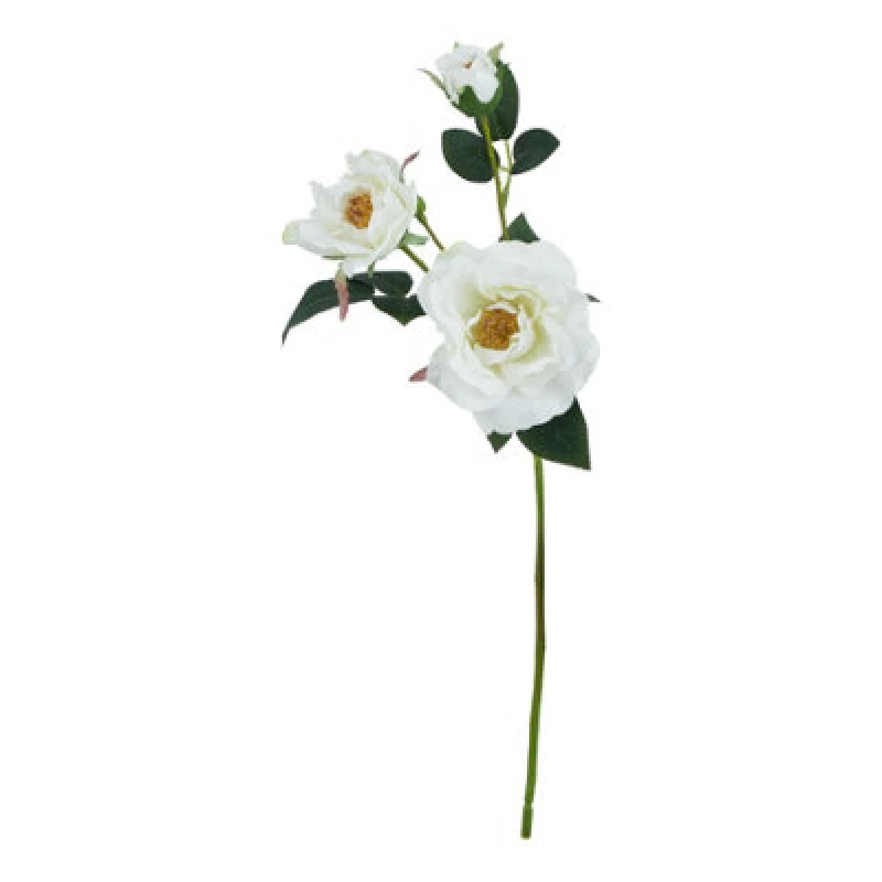 Image of The Natural Garden Collection White Tea Rose