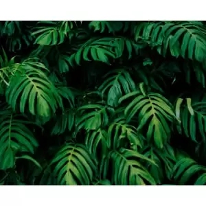 Image of Origin Murals Rainforest Leaves Emerald - 3.5m x 2.8m
