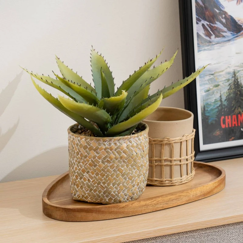 Image of Scottish Everlastings Ltd 28cm Aloe in Basket in Green Green Unisex